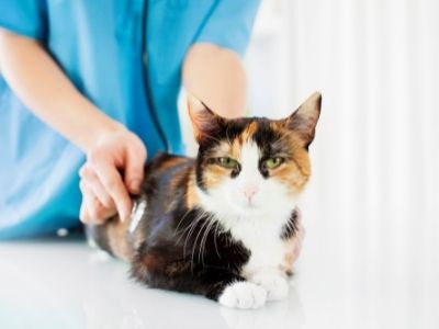 vet eamine the cat