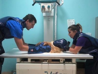 vet eamine the cat