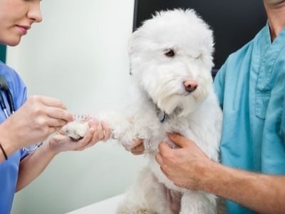 dog after surgery