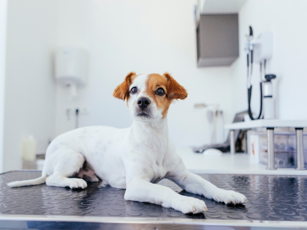 A dog sitting on an examination table
