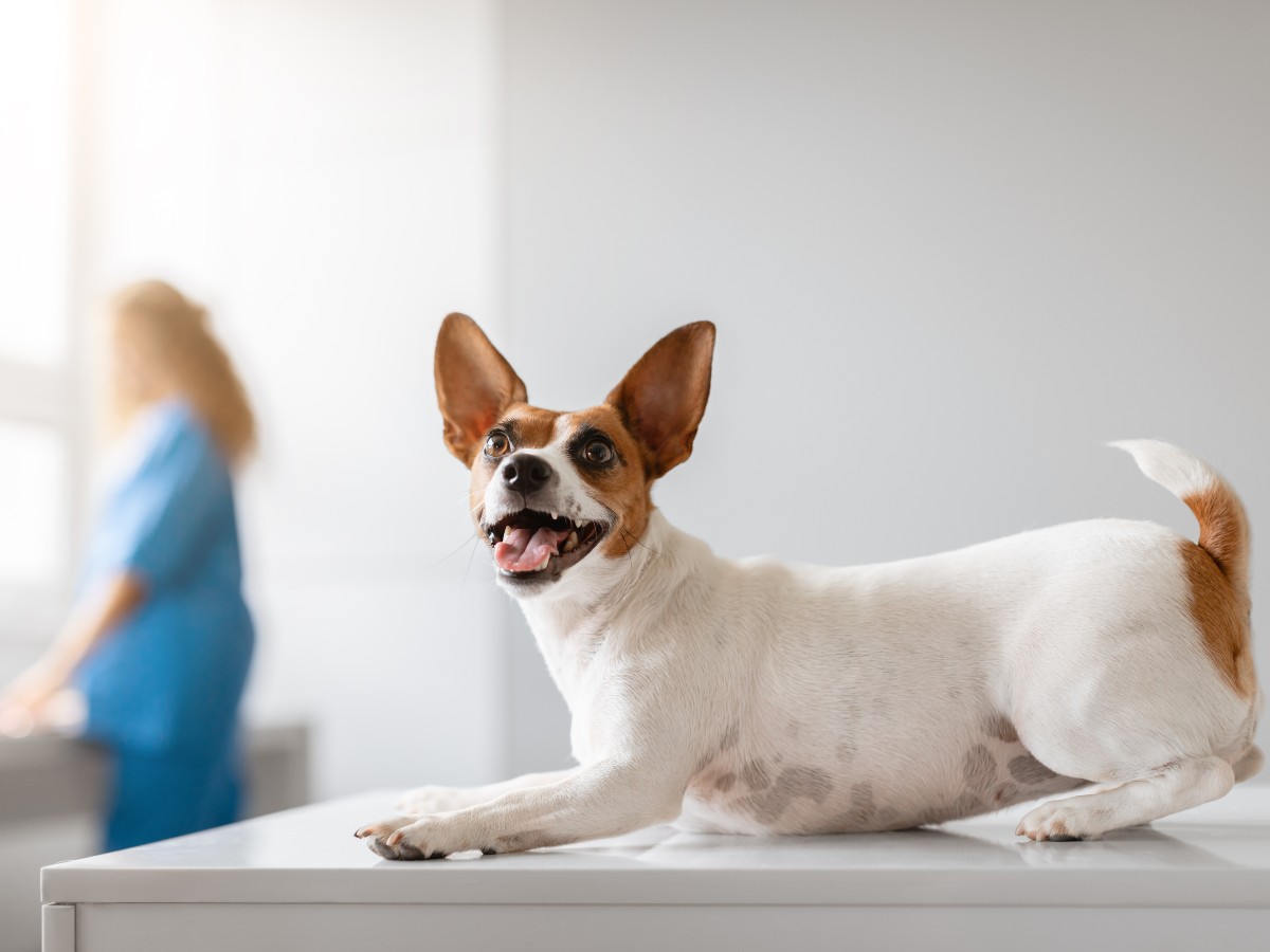 Happy dog on table with vet