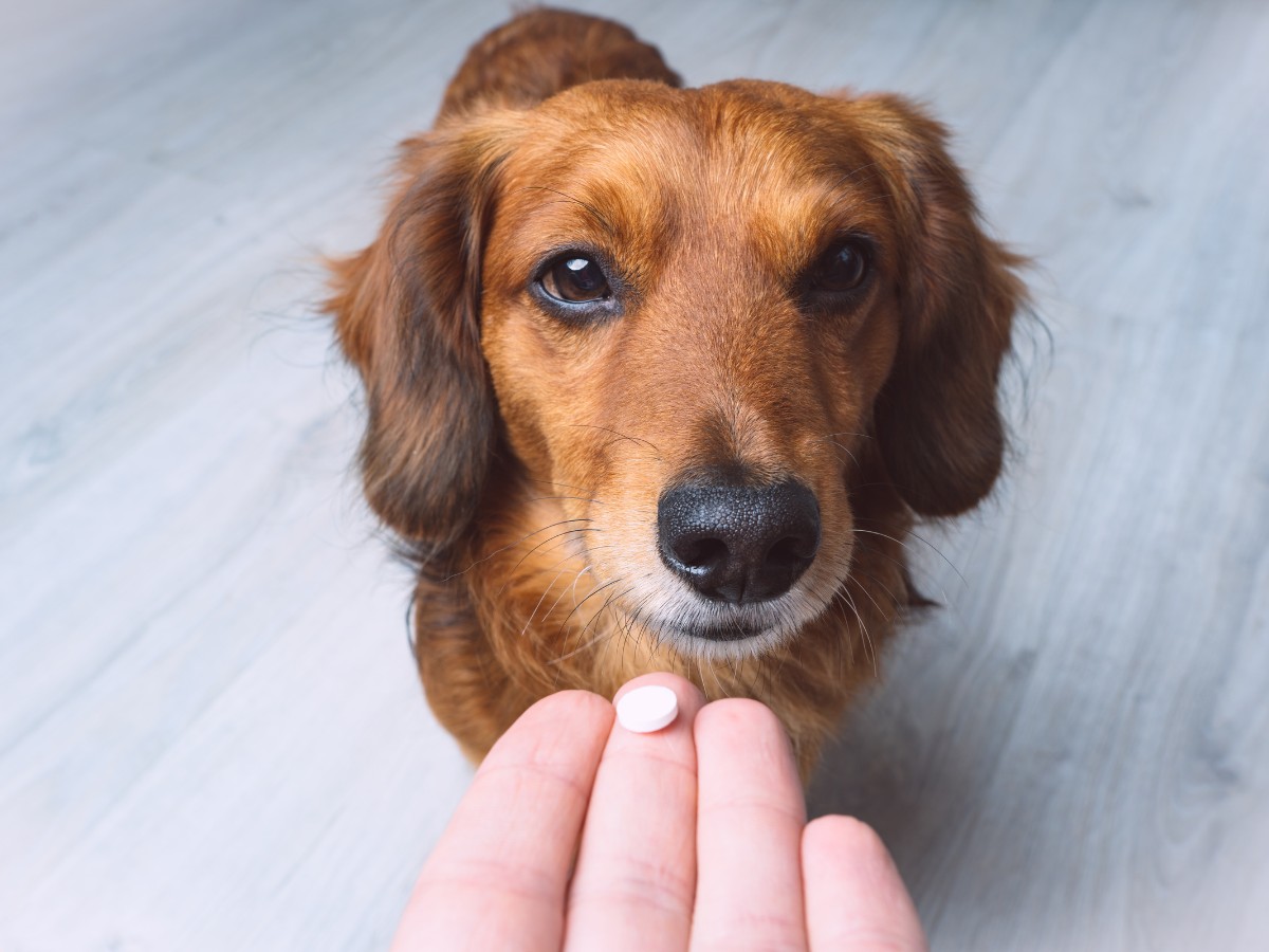 Owner giving medicine to dog