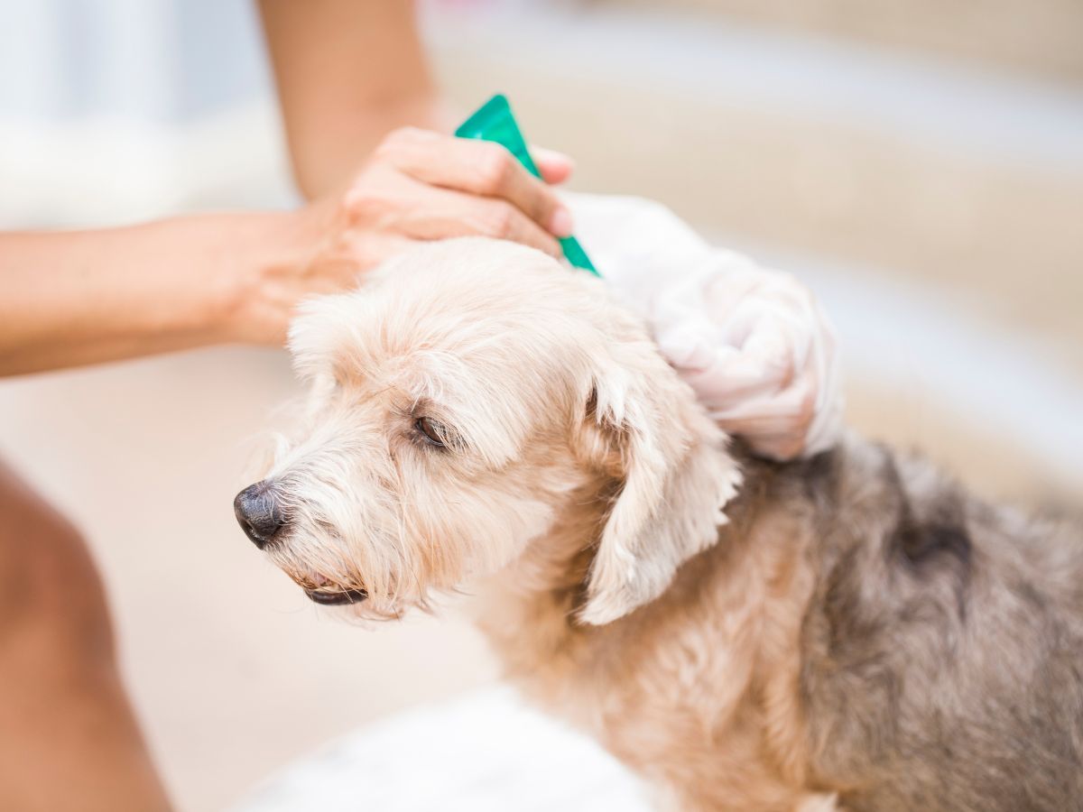 dog after surgery