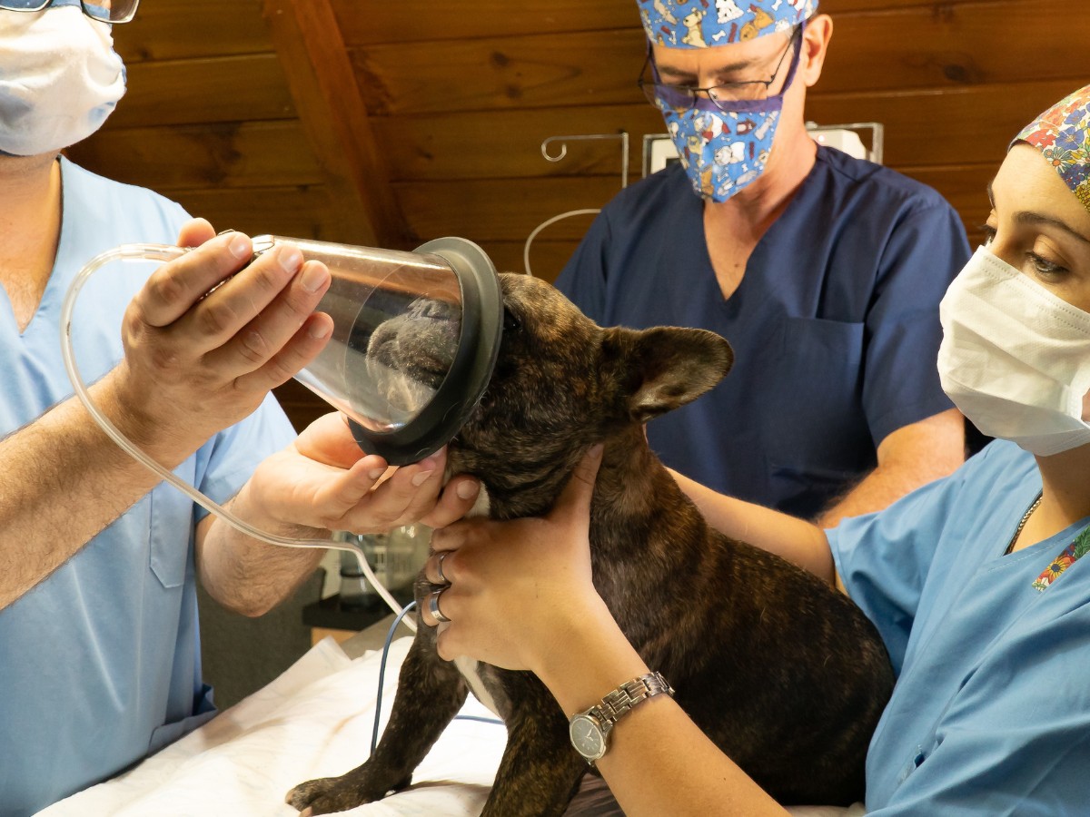 Vet team giving anesthesia to a French Bulldog