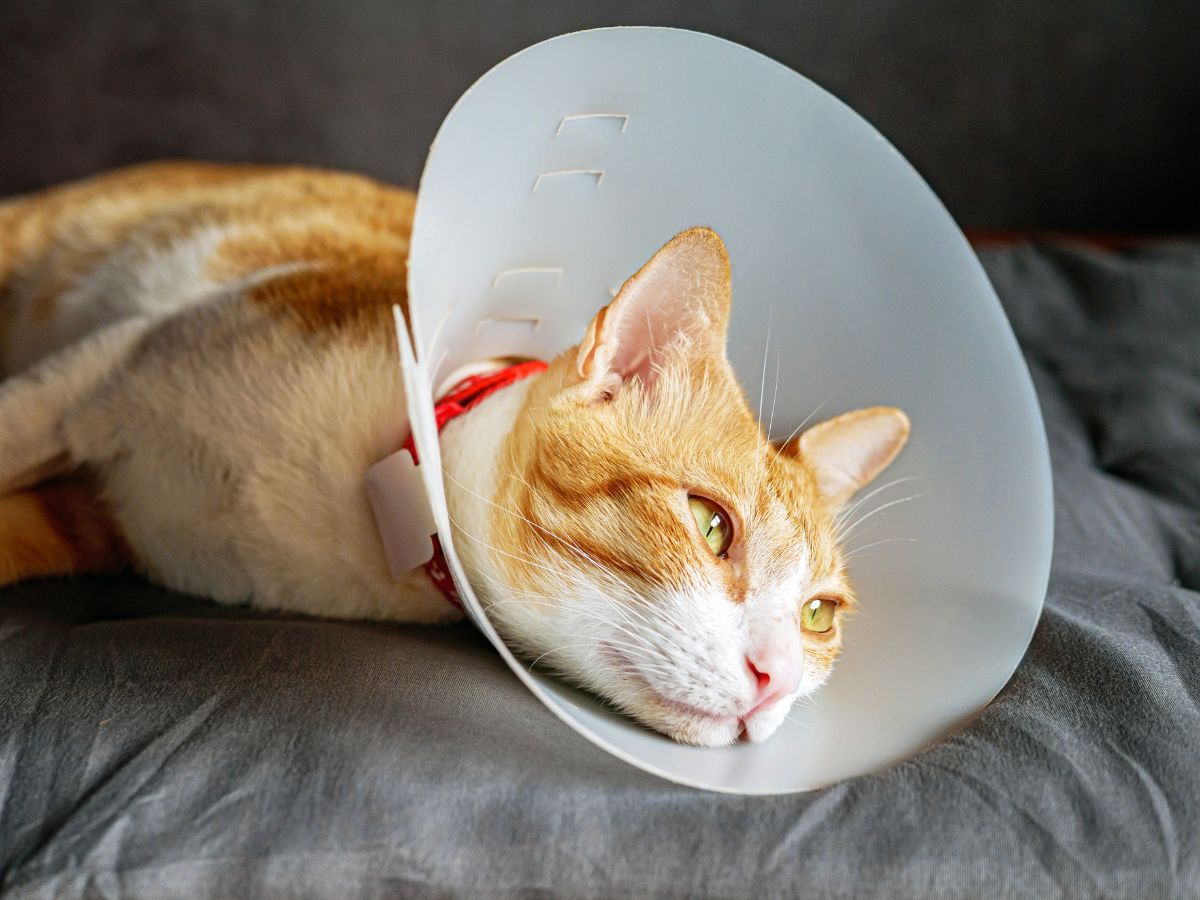 cat wearing surgical cone