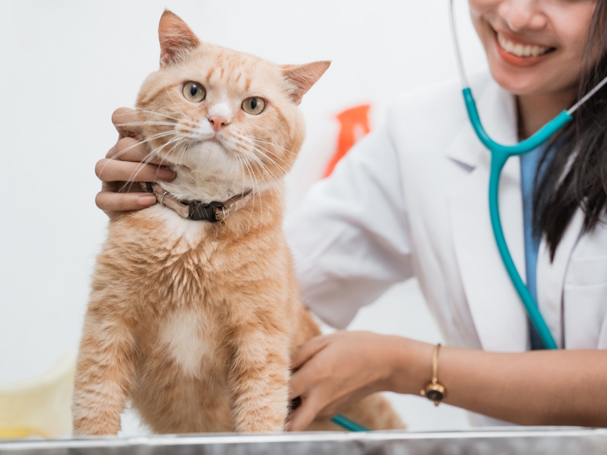 cat with veterinarian cat with veterinarian