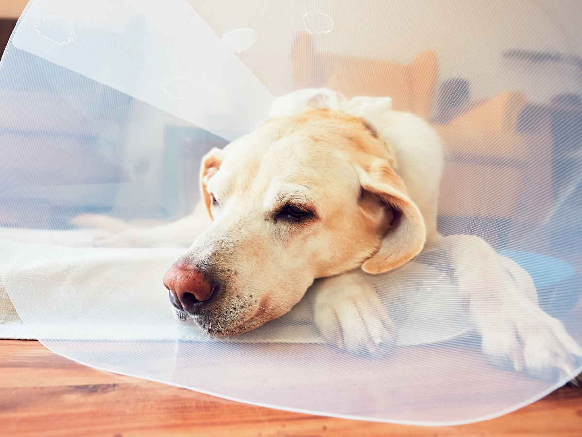 dog after surgery