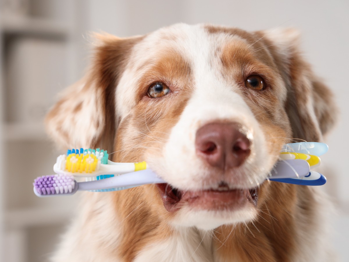dog holding a toothbrush in its mouth