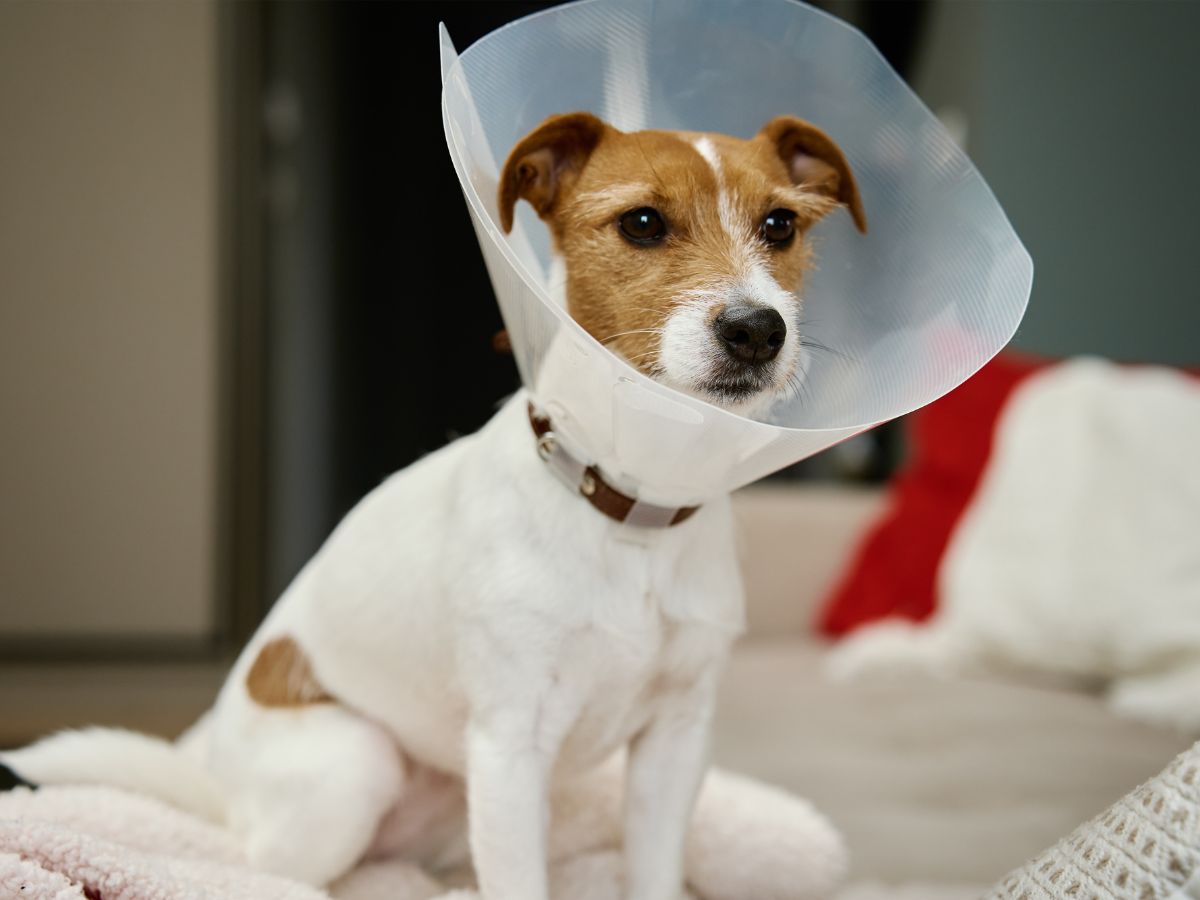 dog wearing surgical cone