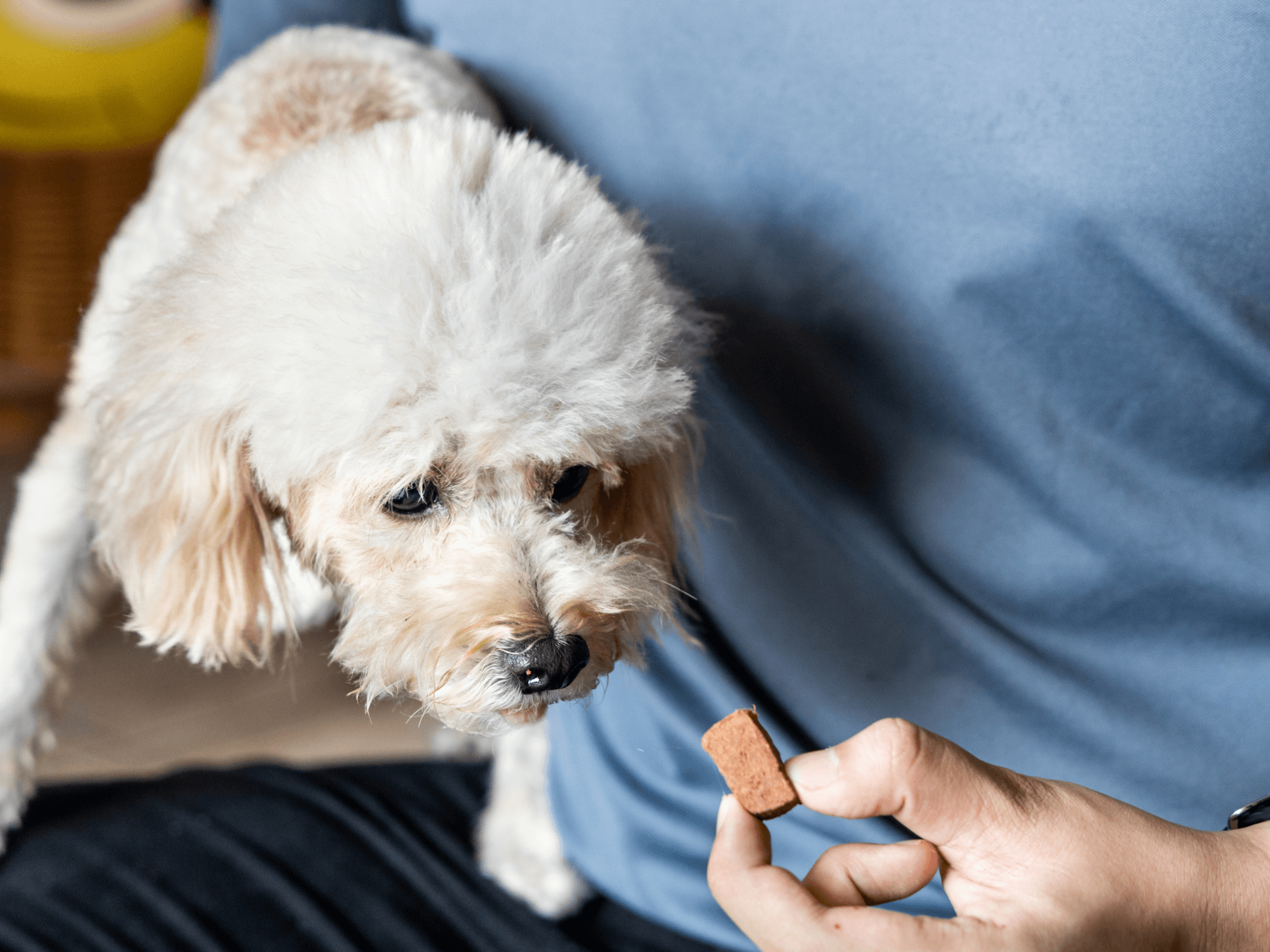 dog with preventive heartworms chewable