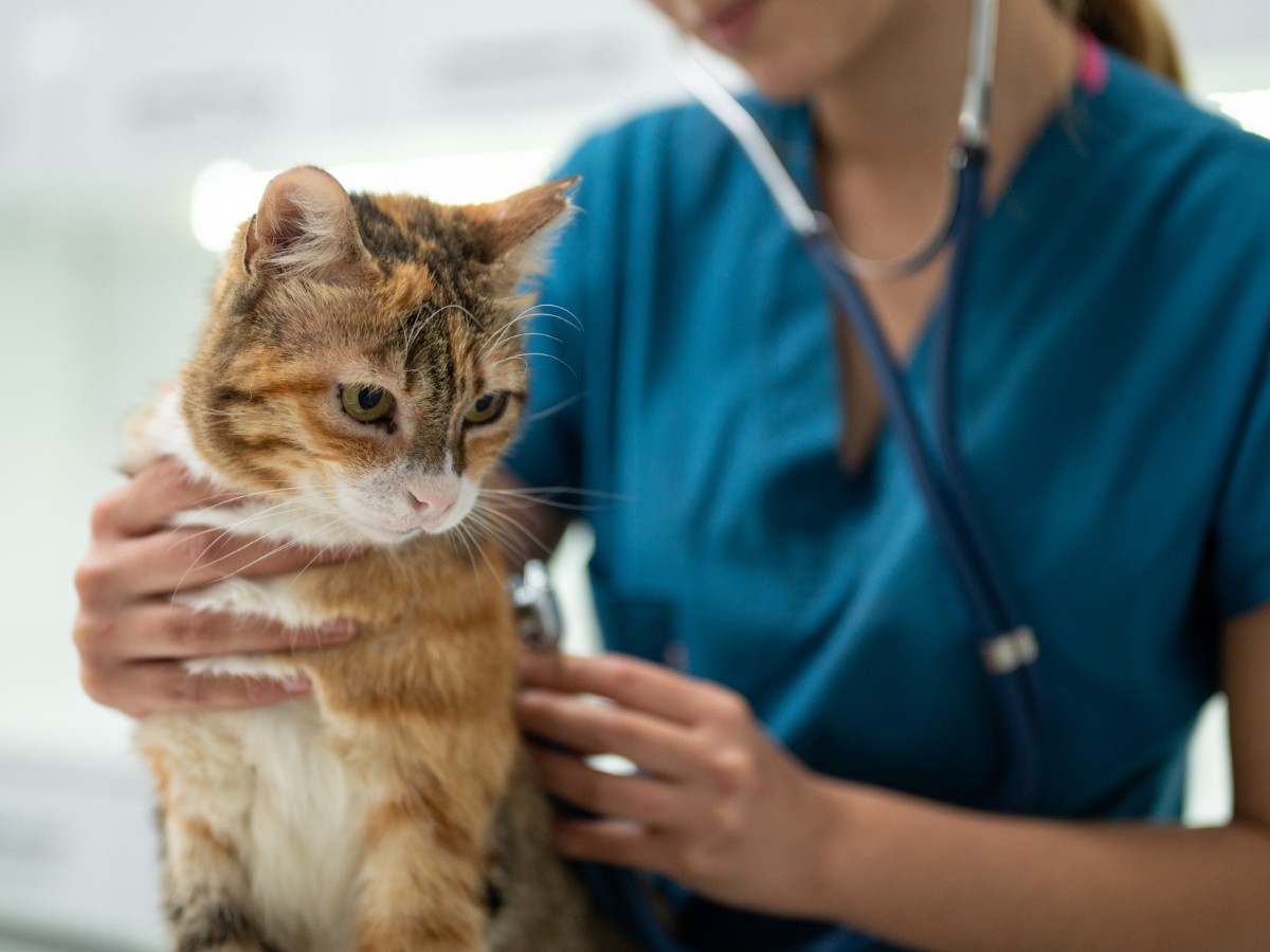 female vet examining a kitten