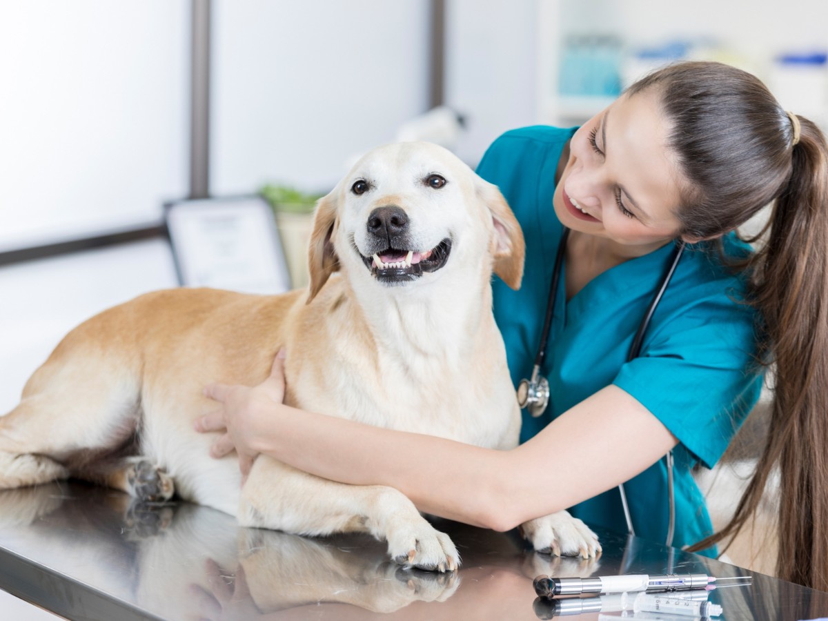 female veterinarian examines cute dog