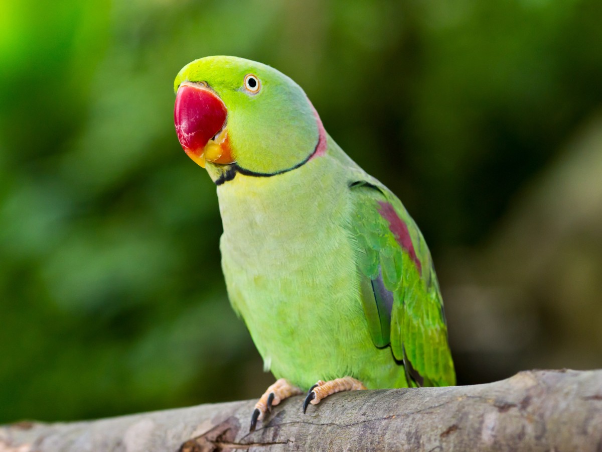 green parrot green parrot