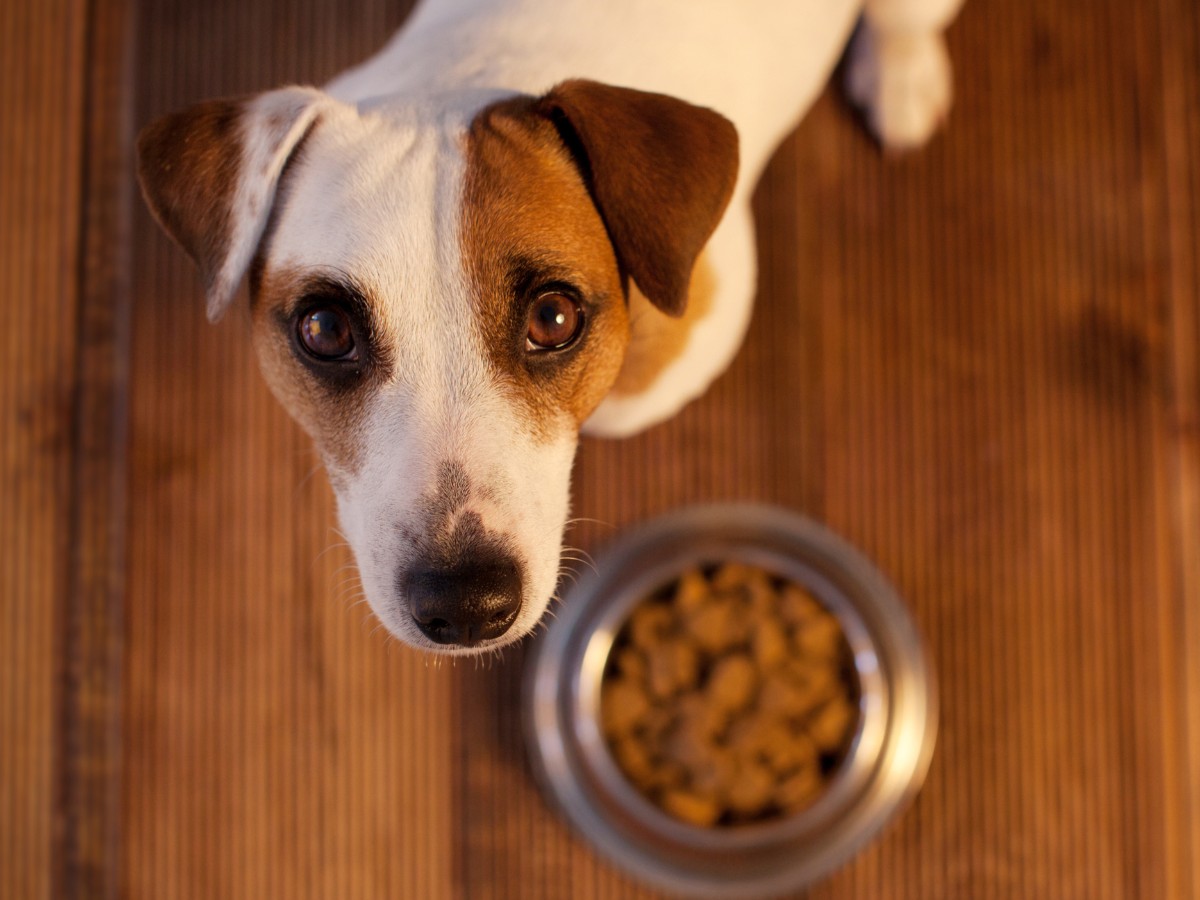 pet food