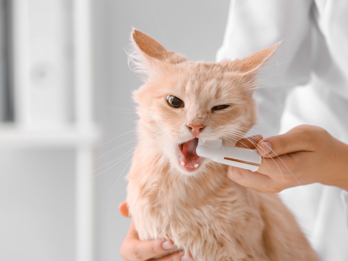 vet cleaning cat teeth
