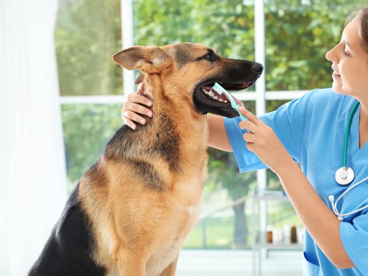 vet cleaning dog teeth