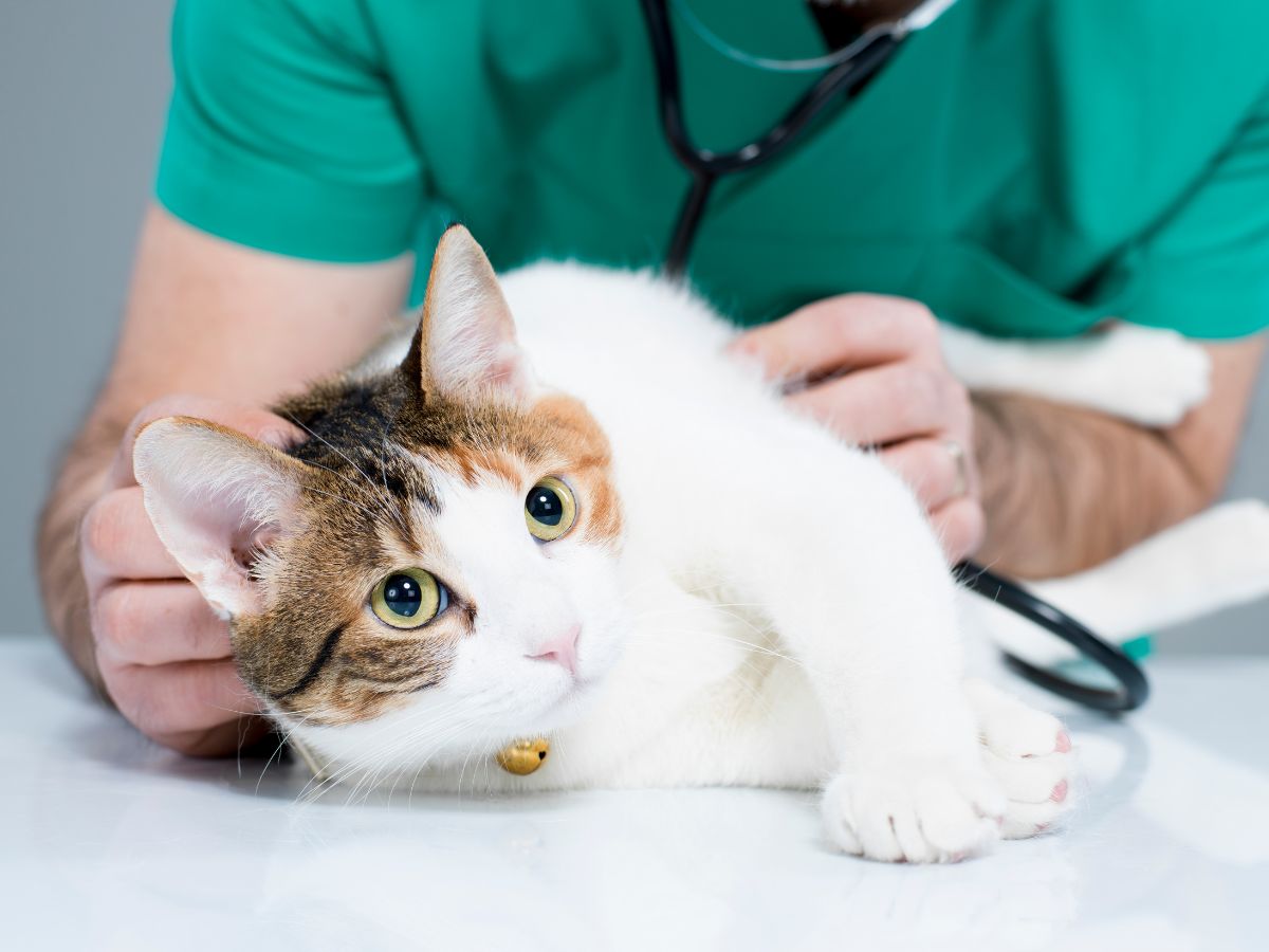 vet examine a cat