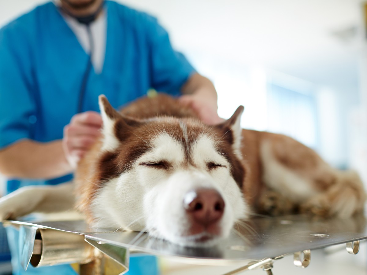 vet examine a dog vet examine a dog