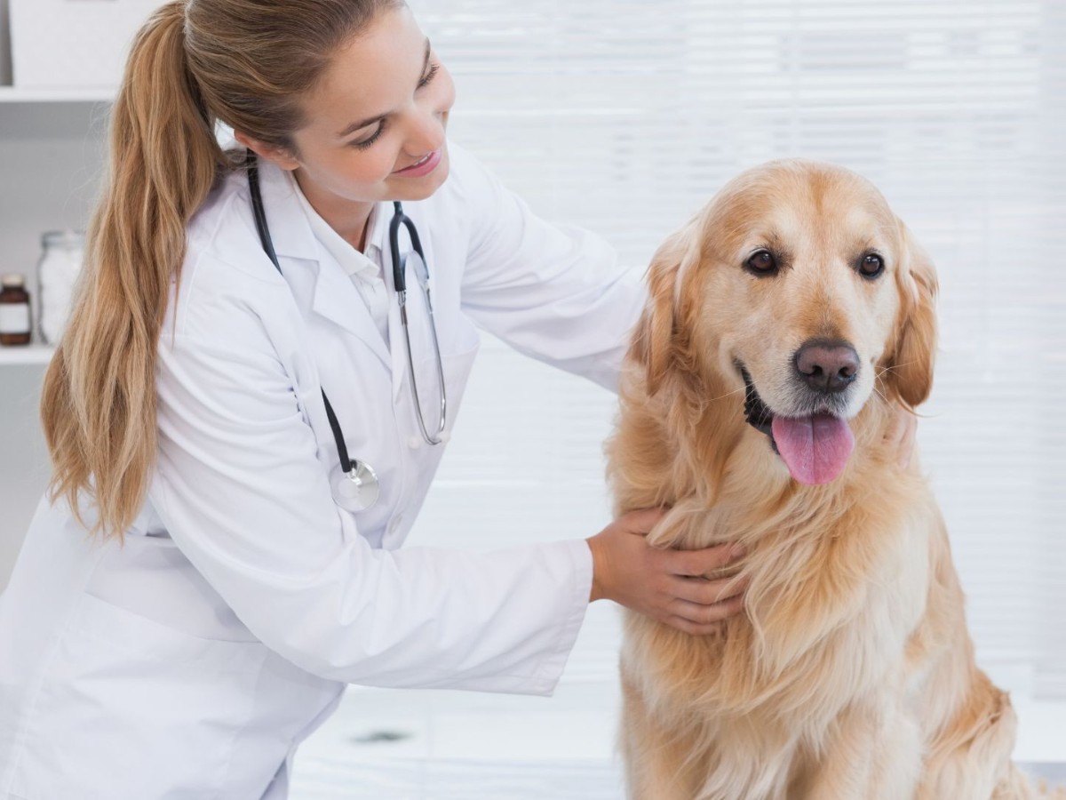 veterinarian-examining-a-golden-retriever-in-a-clinic
