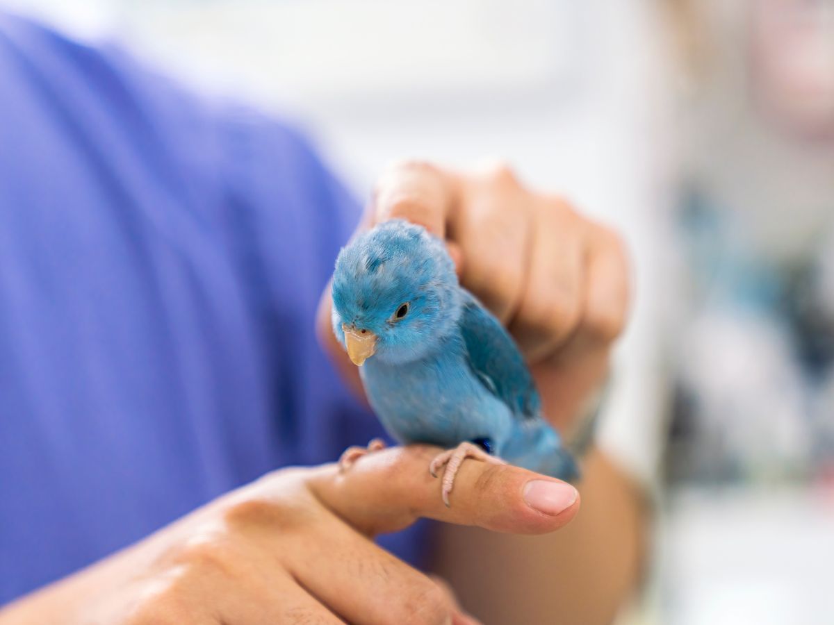 veterinarian is checking the health of a lovebird veterinarian is checking the health of a lovebird