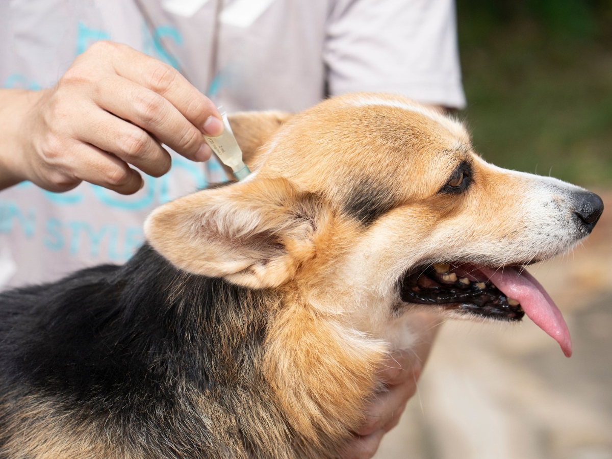 veterinary applying tick and flea prevention to dog
