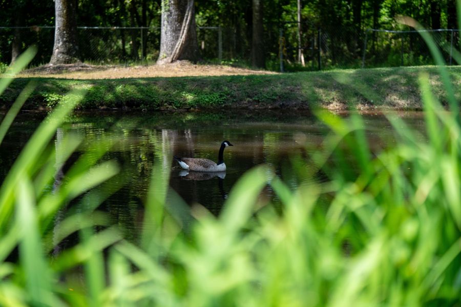 Brent goose swimming in Swan Lake Iris Gardens in Sumter, South Carolina