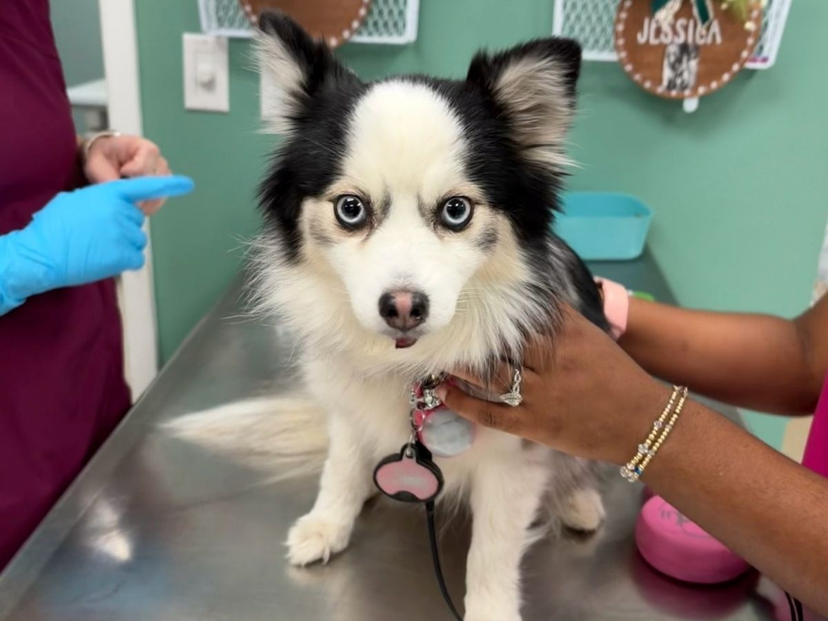 vet examining a dog
