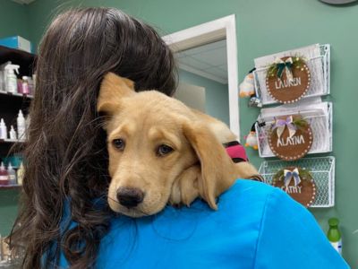 vet staff holding a dog