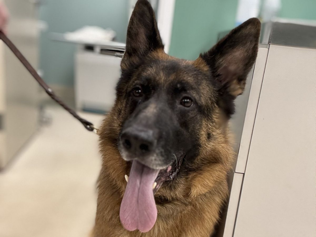 A German Shepherd Dog