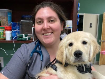 vet staff examining a dog
