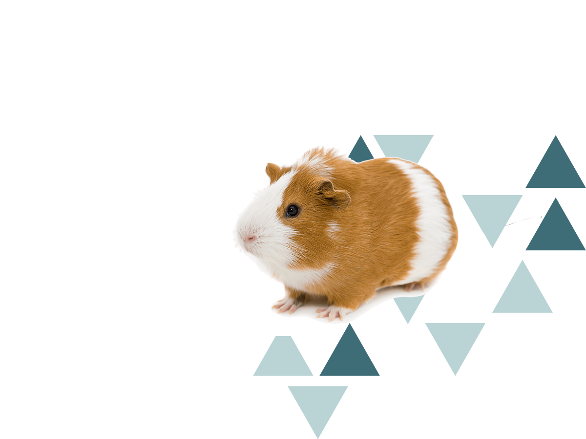 pocket pet